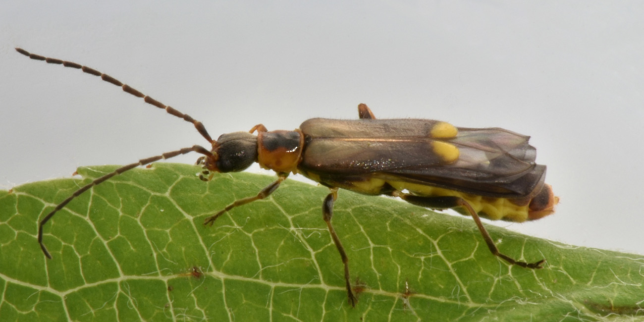 Cantharidae: Altri Malthodes sp.?   S, !